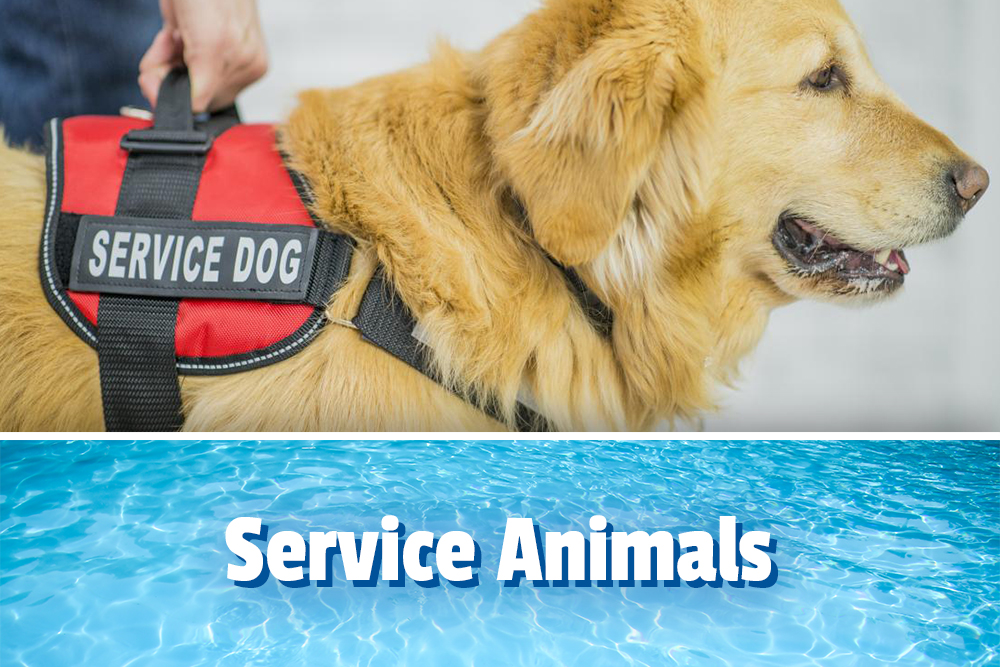 Service animals, Service dog